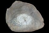 Agatized Dinosaur Bone (Gembone) Vertebra Section #94917-2